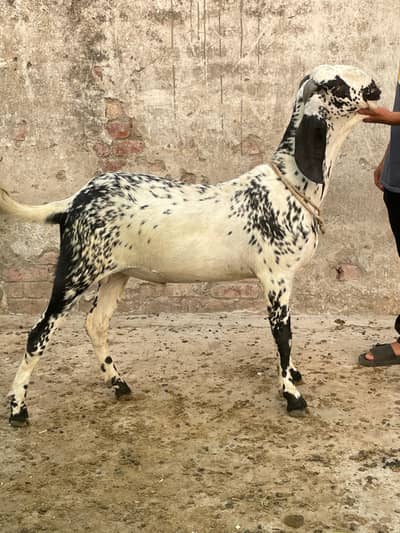 2 dant bakray for Qurbani 2026