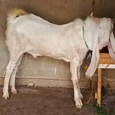 pure Gulabi Bakra