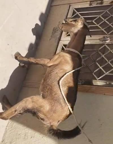 Bakri dasi nasal ki