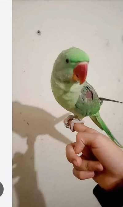 Raw perrot male for sale