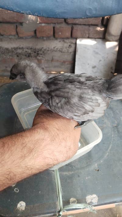 Ayam Cemani and Silkie Chicks