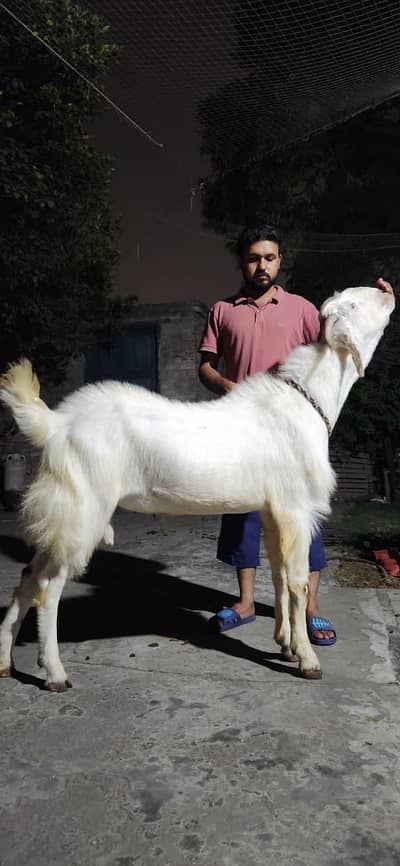 2 Bakry For Sale