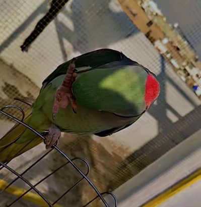 hand tame raw perrot