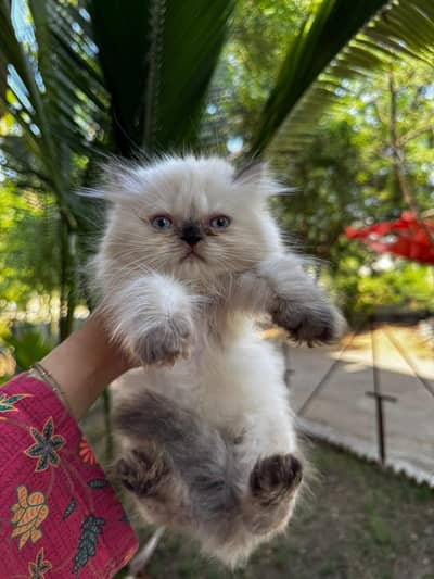 kittens for sale