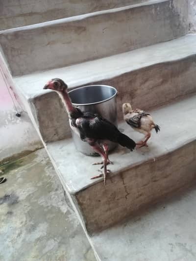 chicks for sale