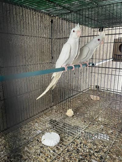 Red eye Eno Cocktail Breeder Pair for sell