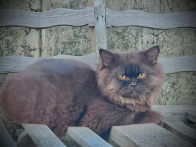Persion male cat