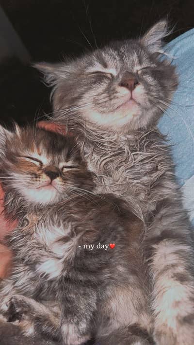 Persian Kitten Pair