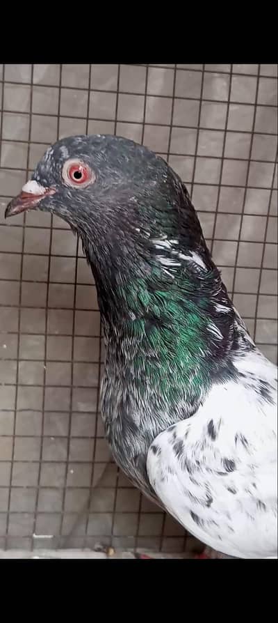 sentinet &  Kamanghar pigeon