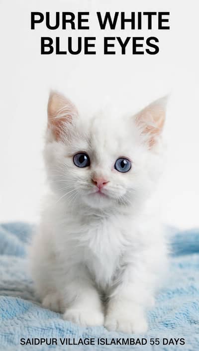 Turkish X Persion Kitten’s