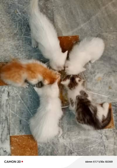 Turkish X Persion Kitten’s