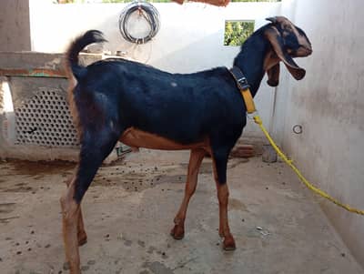 Bakra for Eid 2026