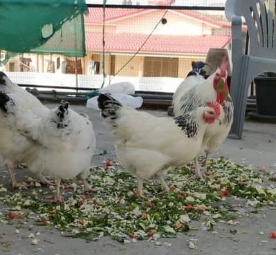 Light Sussex heritage hen for sale