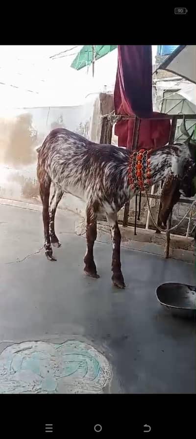 2 Dant Qassi bakra