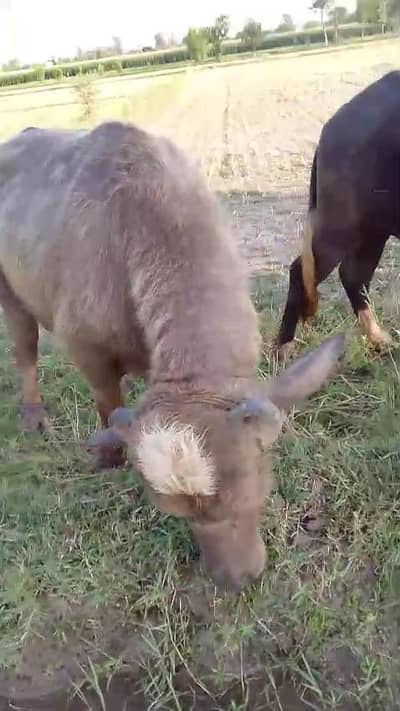 سنڈھا براۓ فروخت