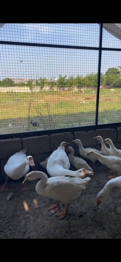 2 male 3 female long neck duck