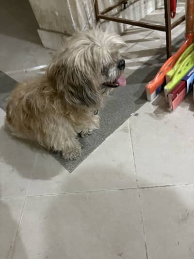 Lost Shitzu female