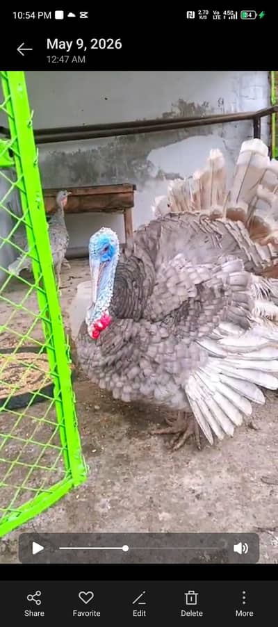 turkey bird