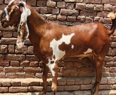 Bakra for qurbani