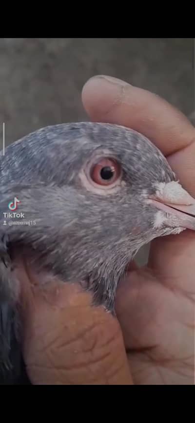 baby pigeon for sale