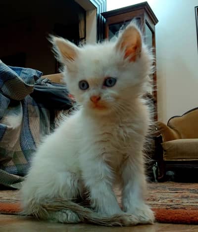 Persian female kitten for sale