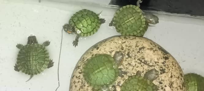 red _ eared_ slider _ tuttle