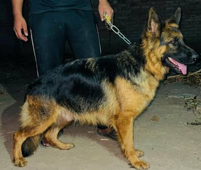 15 month female available contact WhatsApp message 03270613785