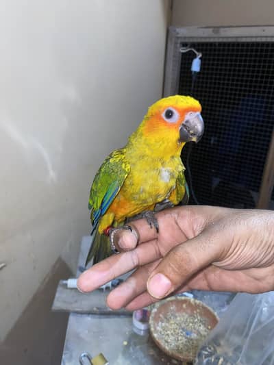 Sunconure near to self fly tame and olive