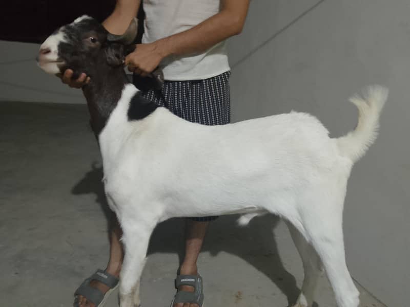 Bakra and dumba 0
