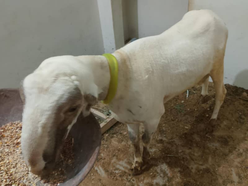 Bakra and dumba 3