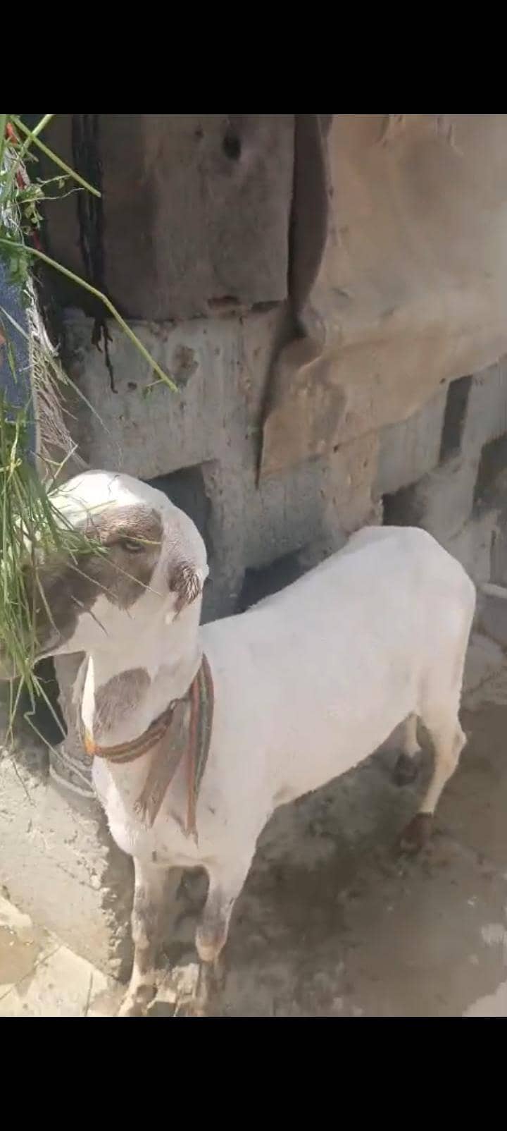 Bakra and dumba 4