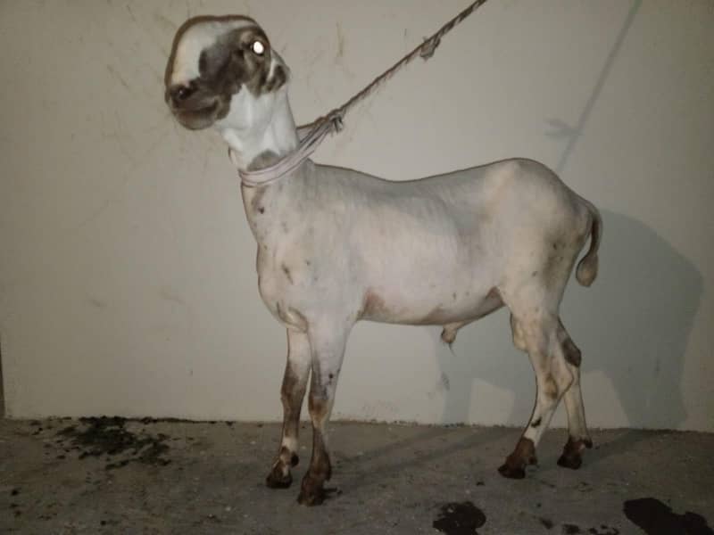 Bakra and dumba 5