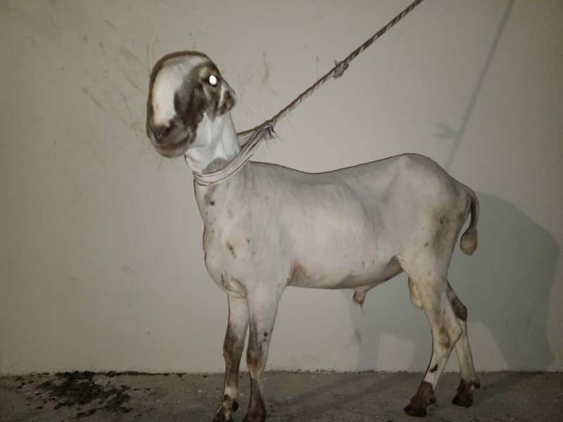 Bakra and dumba 6