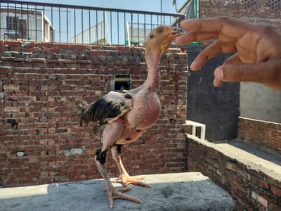 Pure Thai cross A+ quality aseel chicks available