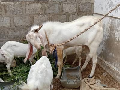Bakra for sale