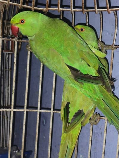 kashmiri yellow ring green ring pair