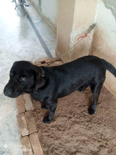 Black smart Labrador dog for sale