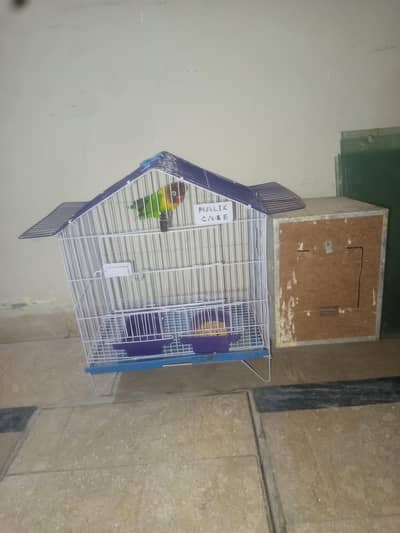 Love Bird pair