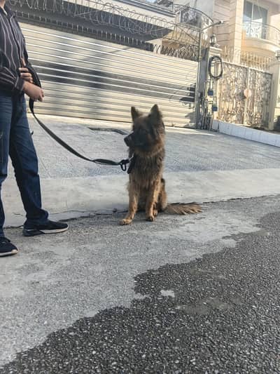 German shepherd