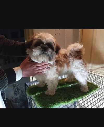 Shihtzu male for stud