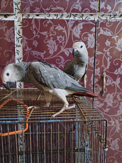 grey parrots