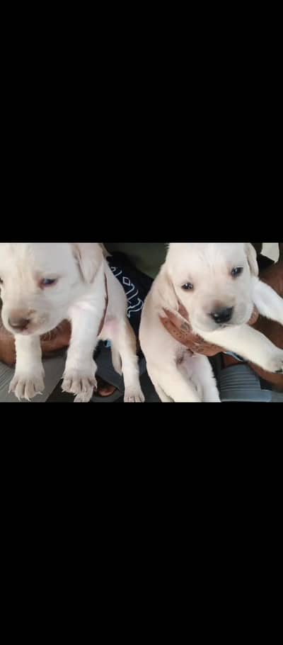 Labrador puppies