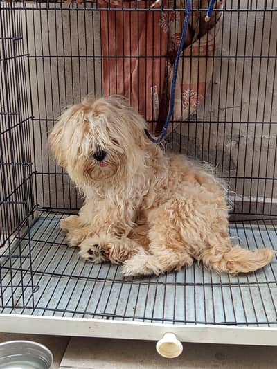 Shih tzu