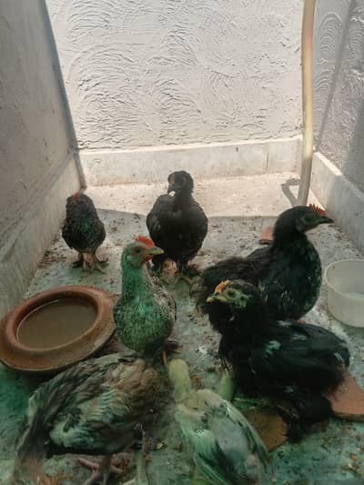 bantam chicks  for sale  in lahore