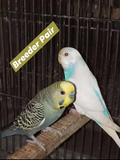 Birds