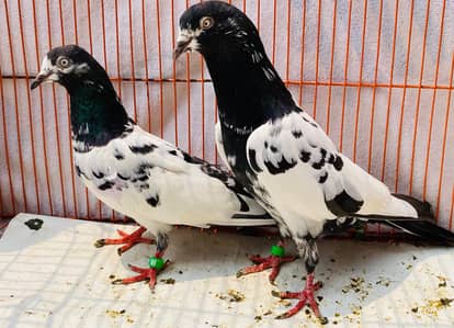 Teddy pigeons bredr pair