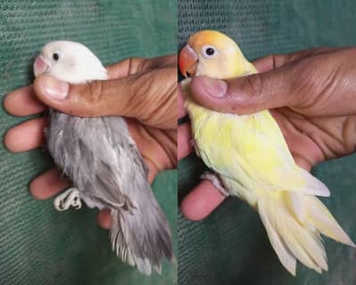 breader pair
