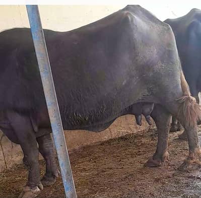 buffalo far sale