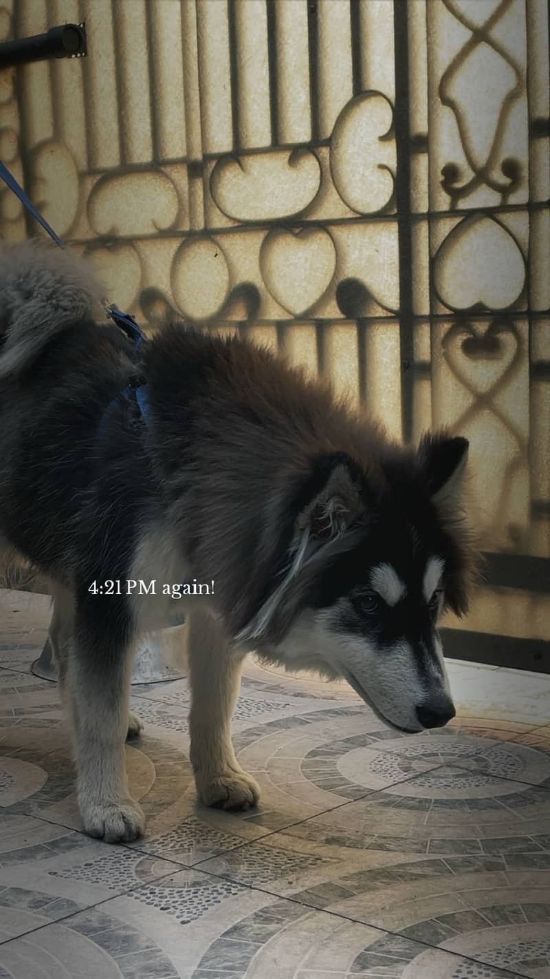 Stud husky available for Mating 1