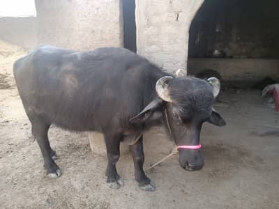 Bhensa
